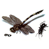 Qfdian  Dragonfly Waterproof Temporary Tattoo Sticker Ant Harajuku Men Fake Tattoo girl Tatouage temporaire Henna Tatoo sleeve