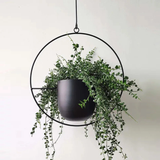 Qfdian Sleek Luxury Modern Hanging Pots