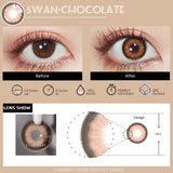 Qfdian Swan Chocolate 14.5mm 1 Pair | 1 Year