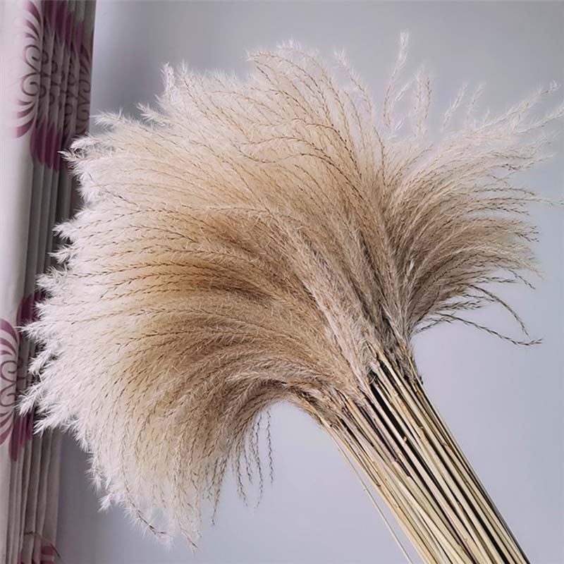 Qfdian Cozy apartment aesthetic real pampas grass decor natural dried flowers plants wedding flowers dry flower bouquet fluffy lovely for holiday home decor