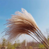 Qfdian Cozy apartment aesthetic real pampas grass decor natural dried flowers plants wedding flowers dry flower bouquet fluffy lovely for holiday home decor