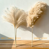 Qfdian Cozy apartment aesthetic real pampas grass decor natural dried flowers plants wedding flowers dry flower bouquet fluffy lovely for holiday home decor