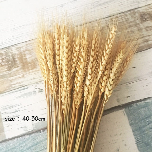 Qfdian Cozy apartment aesthetic Real Wheat Decoration Natural Pampas Rabbit Tail Grass Dried Flowers For Wedding Party DIY Craft Typha Lagurus ovatus Phragmites