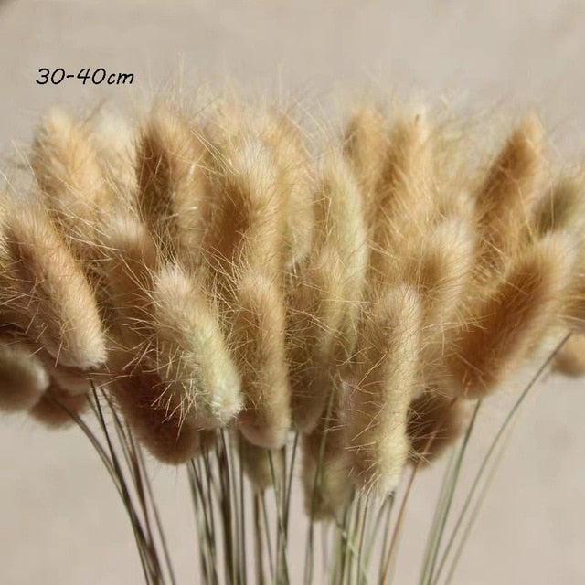 Qfdian Cozy apartment aesthetic Real Wheat Decoration Natural Pampas Rabbit Tail Grass Dried Flowers For Wedding Party DIY Craft Typha Lagurus ovatus Phragmites