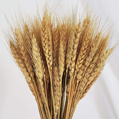 Qfdian New Year's gift 50Pcs Real Wheat Ear Flower Natural Dried Flowers Wedding Party Decoration Plant DIY Vase Dining Table Home Decor Wheat Bouquet