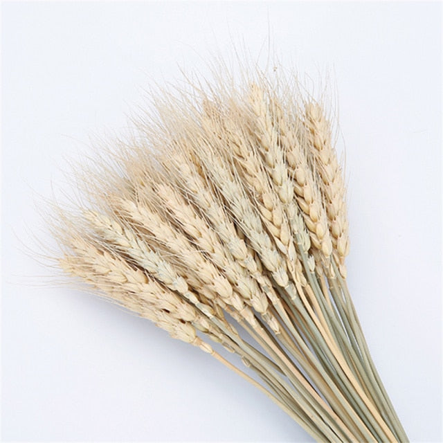 Qfdian New Year's gift 50Pcs Real Wheat Ear Flower Natural Dried Flowers Wedding Party Decoration Plant DIY Vase Dining Table Home Decor Wheat Bouquet