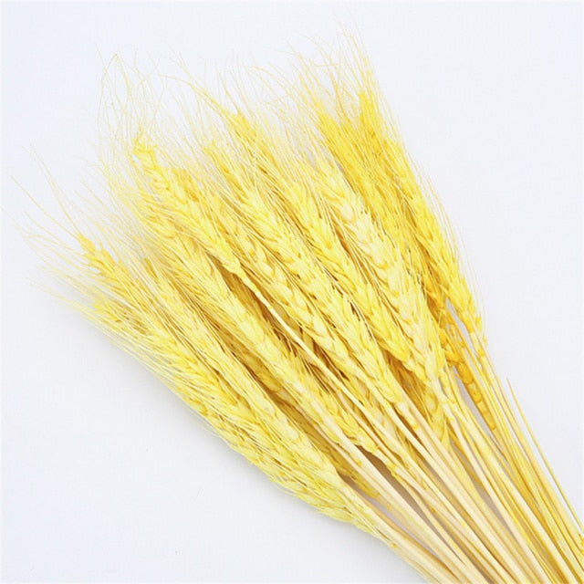 Qfdian New Year's gift 50Pcs Real Wheat Ear Flower Natural Dried Flowers Wedding Party Decoration Plant DIY Vase Dining Table Home Decor Wheat Bouquet